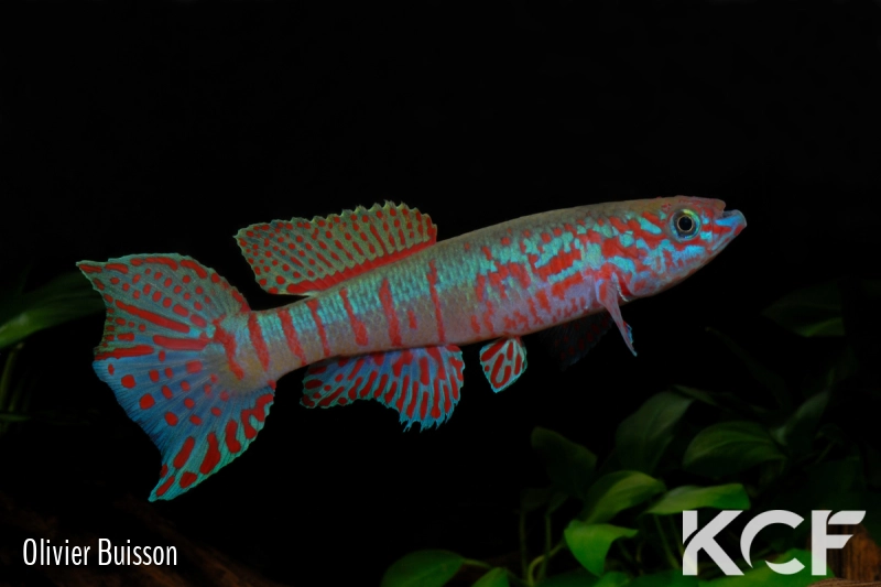 Fundulopanchax sjoestedti Funge male adulte 