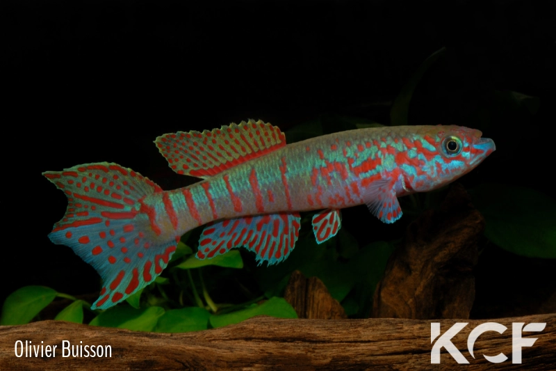 Fundulopanchax sjoestedti Funge male adulte 