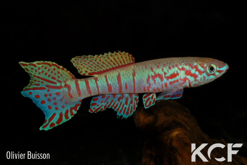 Fundulopanchax sjoestedti Funge male adulte 