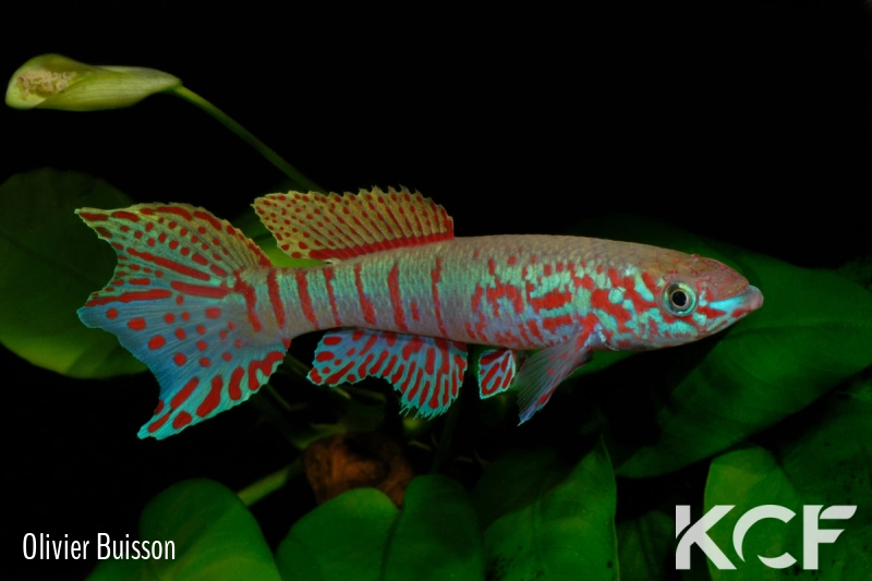 Fundulopanchax sjoestedti Funge male adulte 