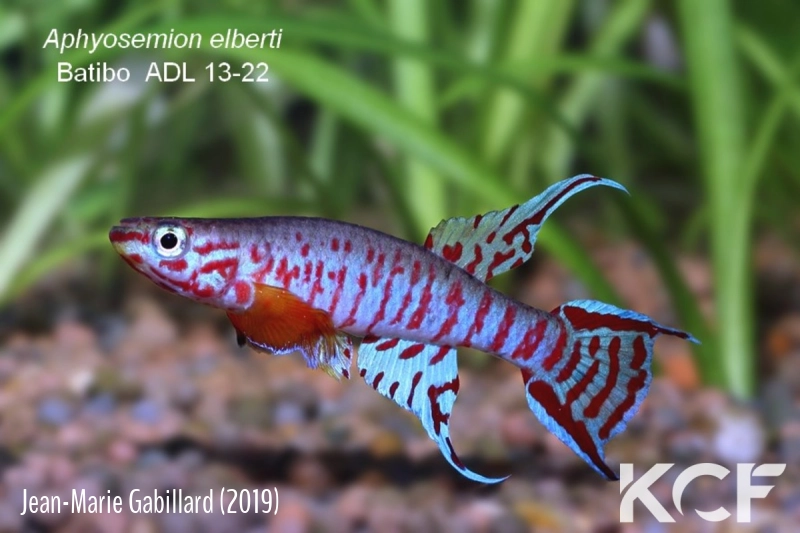 Aphyosemion elberti Batibo ADL 13-22 male adulte 