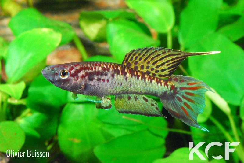 Aphyo. Chromaphyosemion lugens Afan Essokié HLM 99-28 male adulte 