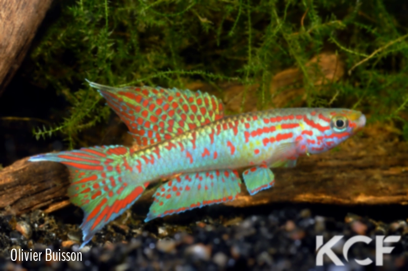 Aphyo. Chromaphyosemion riggenbachi Cellulam ABDK 10-422 male adulte 