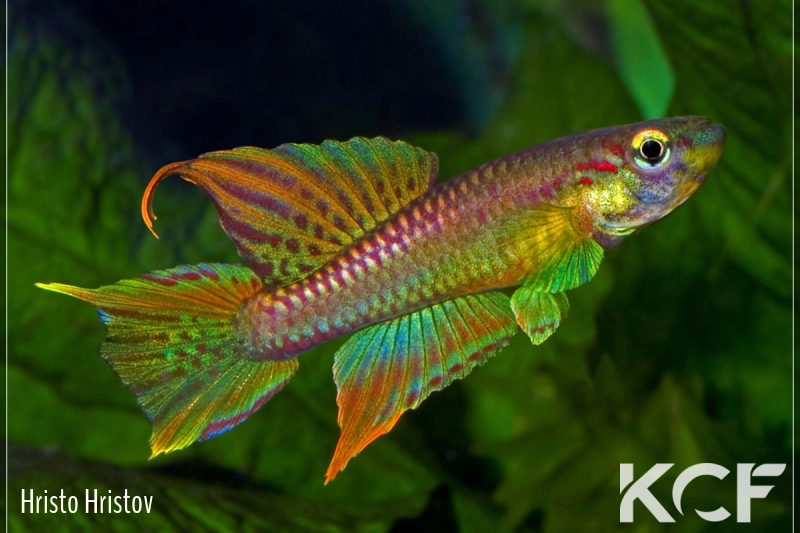 Aphyo. Chromaphyosemion splendopleure Penda Mboko 2001 male adulte 