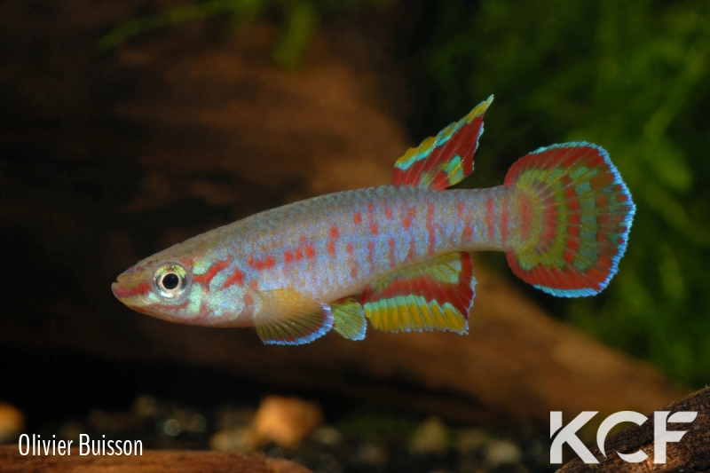 Aphyosemion exiguum Zamassi ABDK 10-429 male adulte 