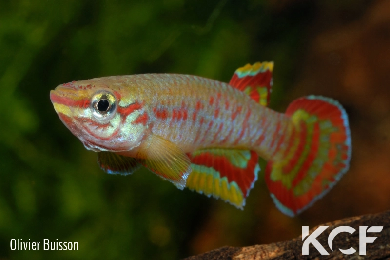 Aphyosemion exiguum Zamassi ABDK 10-429 male adulte 