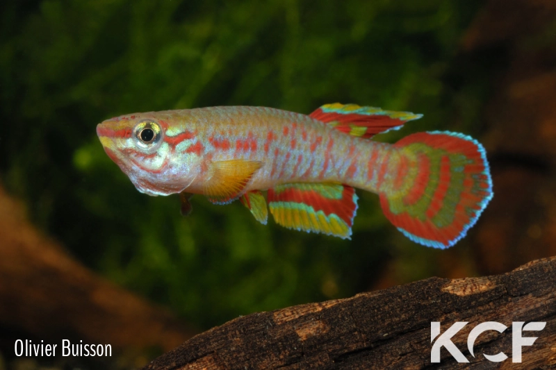 Aphyosemion exiguum Zamassi ABDK 10-429 male adulte 