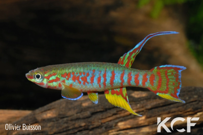 Aphyosemion exiguum Zoulabot JVC 13-04 male adulte 