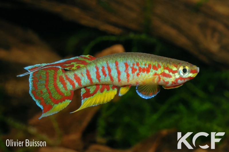 Aphyosemion exiguum Zoulabot JVC 13-04 male adulte 