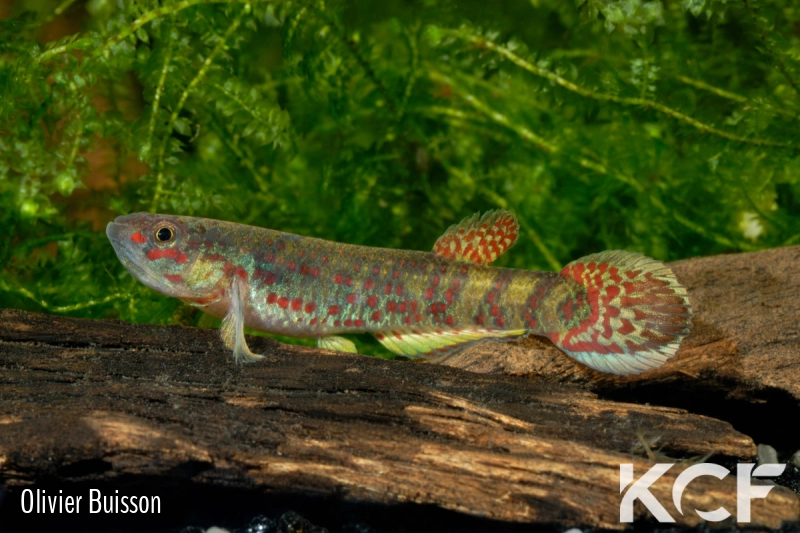 Aphyosemion franzwerneri Poutloloma ADGP 11-22 male adulte 