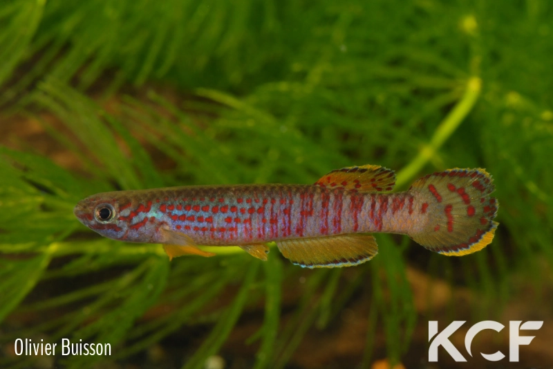 Aphyosemion heinemanni Song Mahi ABK 07-191 male adulte 