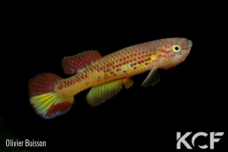 Aphyosemion herzogi GBG 93-25 male adulte 