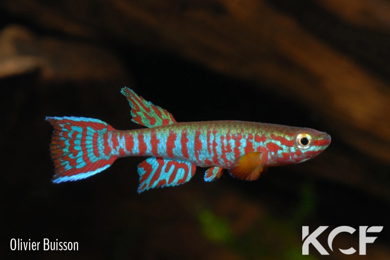 Aphyosemion kekemense Kékem 1 male adulte 