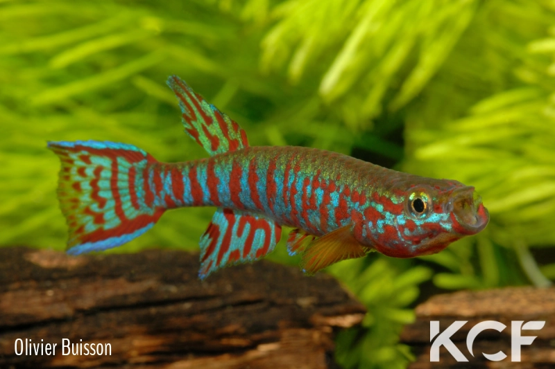 Aphyosemion kekemense Kékem 1 male adulte 