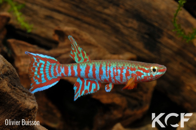 Aphyosemion kekemense Kékem 1 male adulte 
