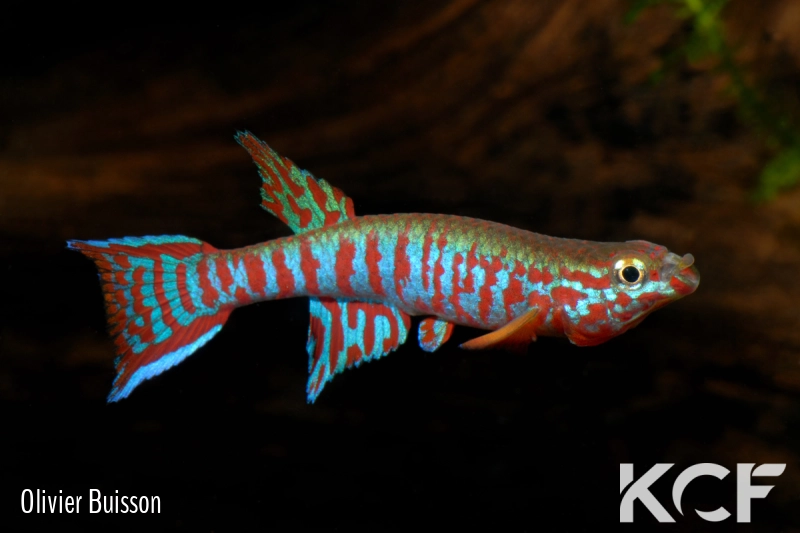 Aphyosemion kekemense Kékem 1 male adulte 