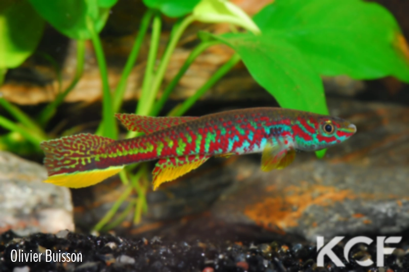 Aphyosemion kunzi GBH 01-15 male adulte 