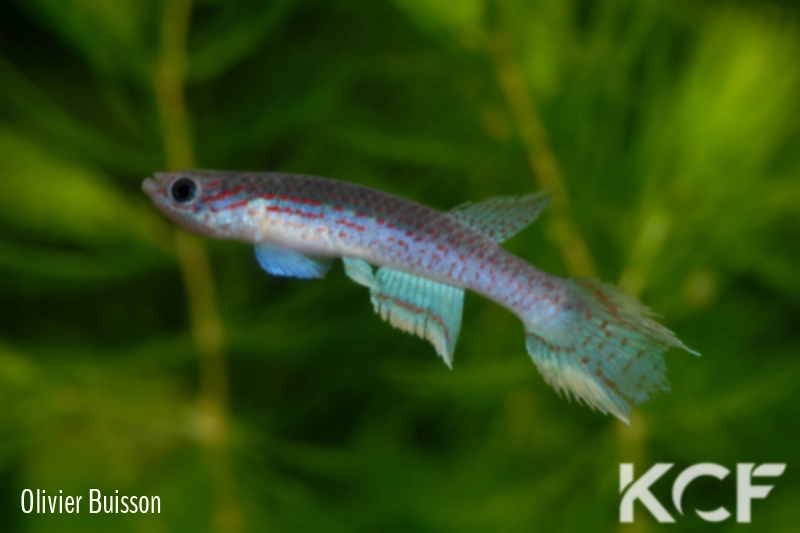 Aphyosemion lividum Ntoumba ABK 07-127 male adulte 