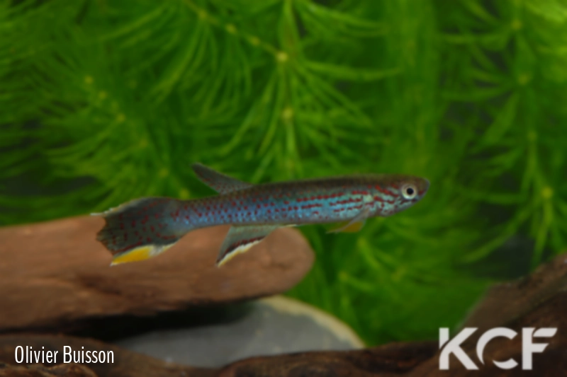 Aphyosemion lividum Ntoumba ABK 07-127 male adulte 