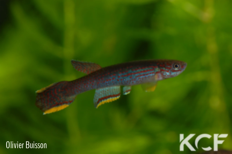 Aphyosemion lividum Ntoumba ABC 06-94 male adulte 