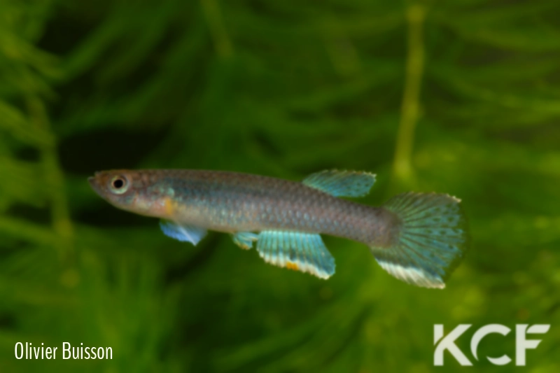 Aphyosemion lividum Ntoumba ABC 06-94 male adulte 