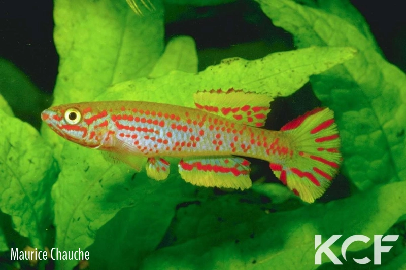 Aphyosemion louessense Malinga RPC 12 male adulte 