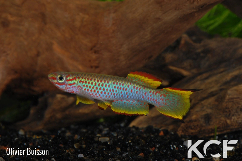 Aphyosemion marginatum Bengui 1-2 GJS 00-29 male adulte 