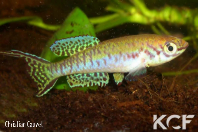 Fundulopanchax arnoldi Ughelli Warri TR 01 male adulte 