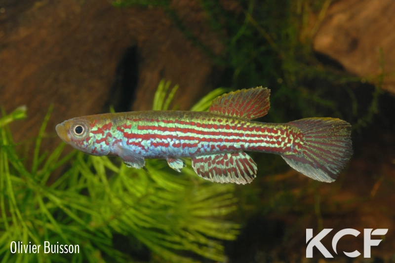 Aphyosemion obscurum Matomb EMS 90-13 male adulte 