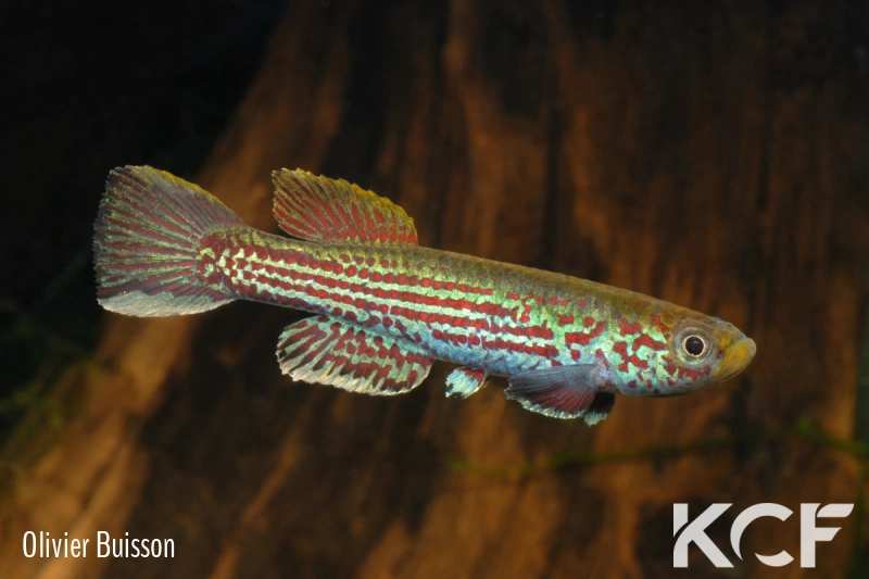 Aphyosemion obscurum Matomb EMS 90-13 male adulte 