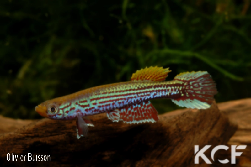 Aphyosemion obscurum Nkolmmenyengue ABDK 10-426 male adulte 