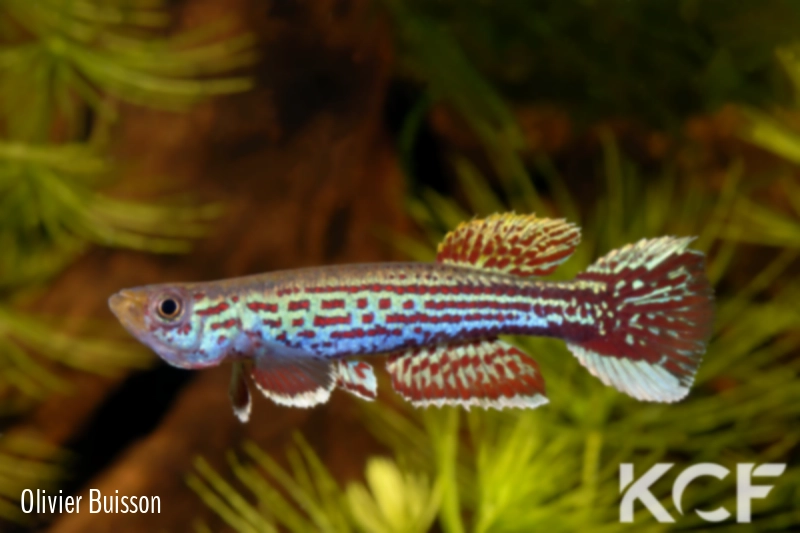 Aphyosemion obscurum Nkolmmenyengue ABDK 10-426 male adulte 