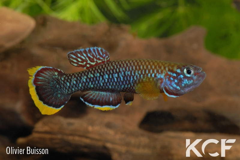 Fundulopanchax cinnamomeus Dakoni Bafor male adulte 