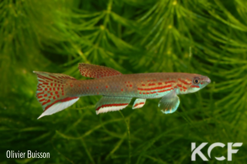 Aphyosemion pascheni pascheni Bidou I ABK 07-191 male adulte 