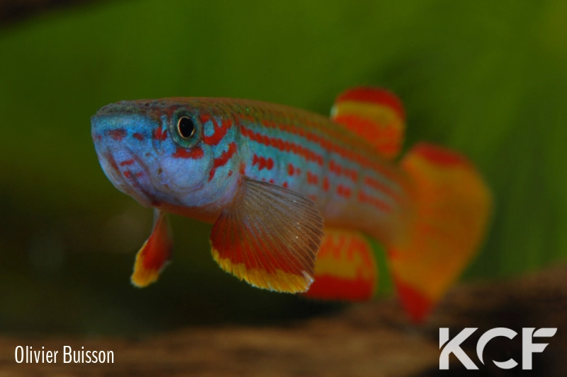 Aphyosemion punctatum Mission catholique Makokou BDBG 04-06 male adulte 