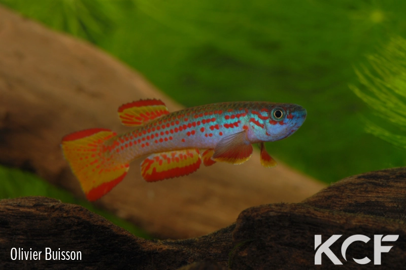 Aphyosemion punctatum Mission catholique Makokou BDBG 04-06 male adulte 