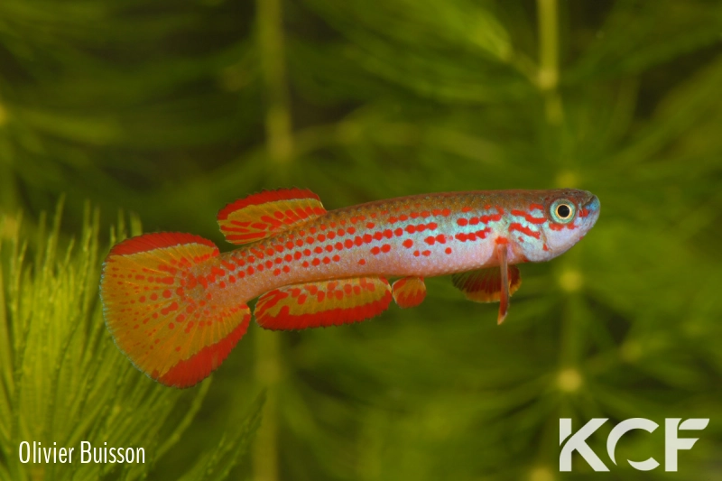 Aphyosemion punctatum Mission catholique Makokou BDBG 04-06 male adulte 