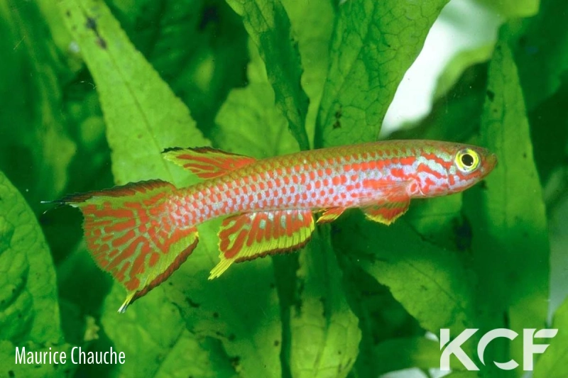 Aphyosemion rectogoense  male adulte 