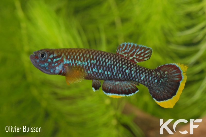 Fundulopanchax cinnamomeus Dakoni Bafor male adulte 