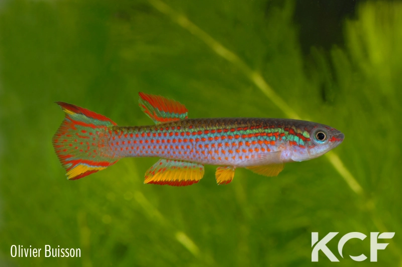 Aphyosemion striatum Cap Estérias GHH 99-28 male adulte 