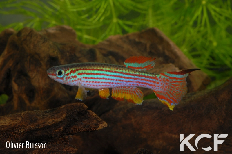 Aphyosemion striatum LEC 93-29 male adulte 