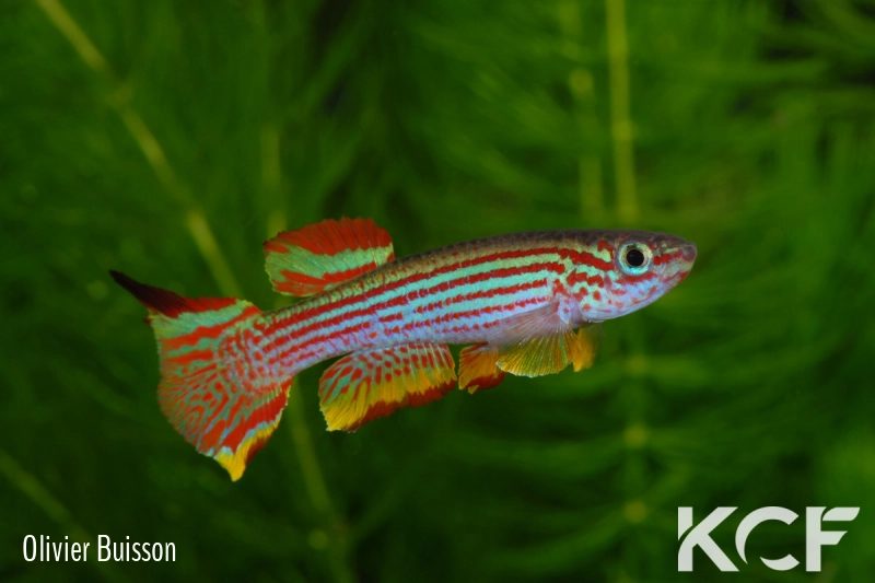 Aphyosemion striatum LEC 93-29 male adulte 