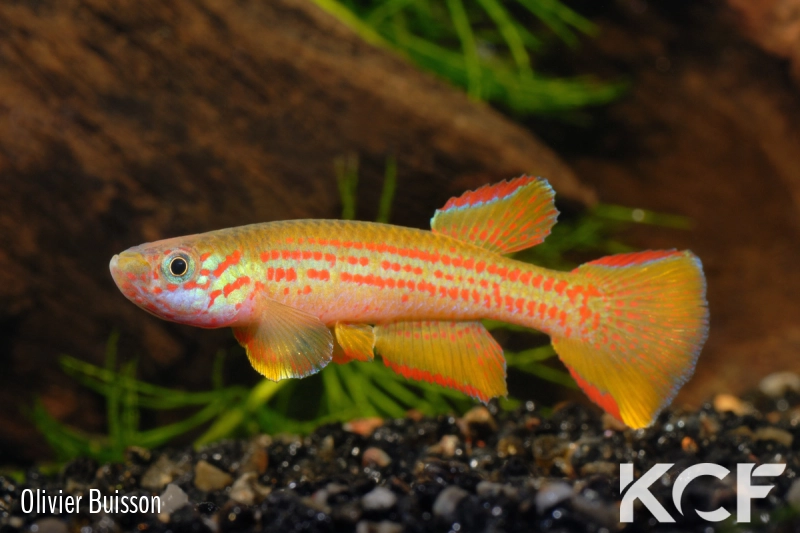 Aphyosemion wildekampi Bonda ABDK 10-404 male adulte 