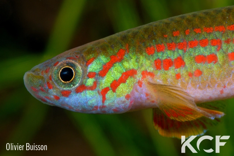 Aphyosemion wildekampi Bonda ABDK 10-404 male adulte 