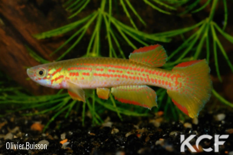 Aphyosemion wildekampi Bonda ABDK 10-404 male adulte 