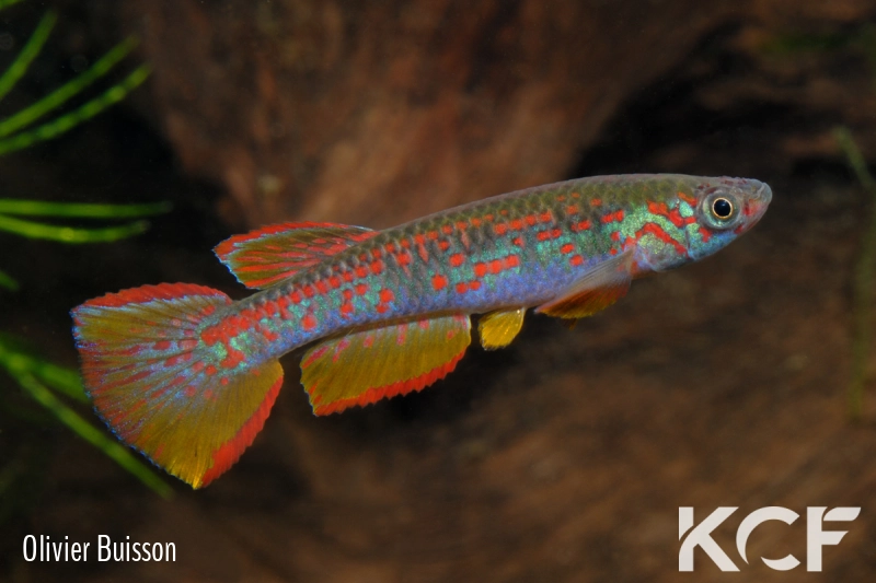 Aphyosemion wildekampi Mbateka ABDK 10-408 male adulte 