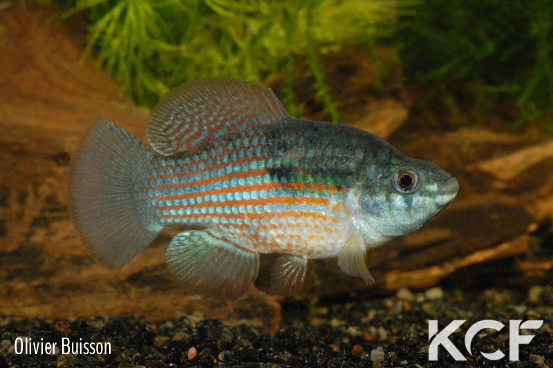 Jordanella floridae  male adulte 