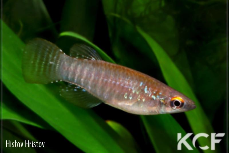 Aplocheilichthys spilauchen  male adulte 