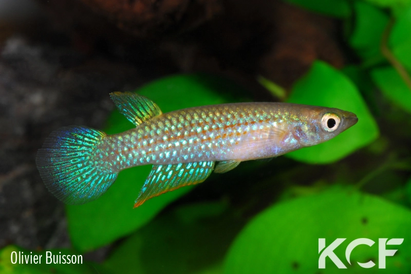 Aplocheilus blockii Kovalam beach male adulte 