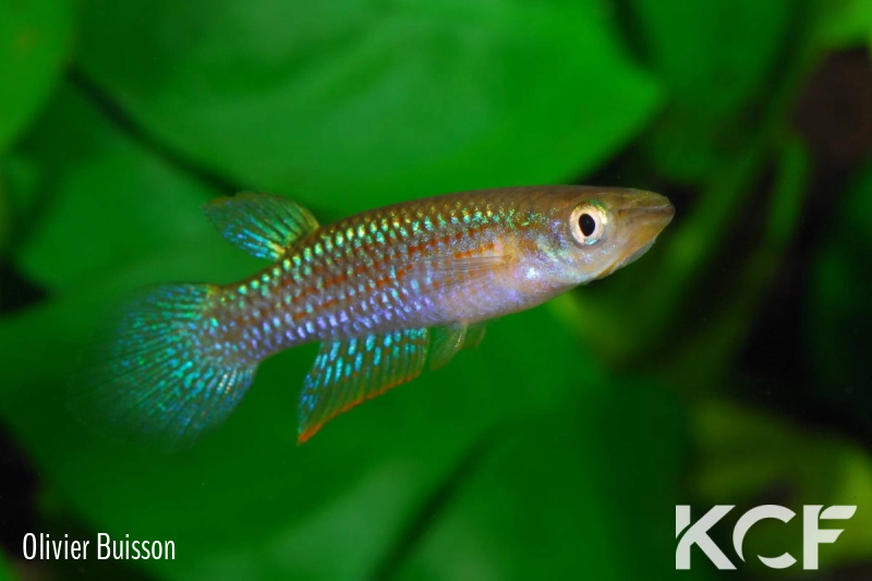 Aplocheilus blockii Kovalam beach male adulte 